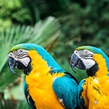 Flamingos